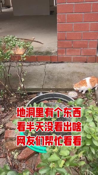 楼下地洞里有个东西在动,看了半天没看出是啥,万能的网友帮忙看看这是啥啊?#谁知道这是什么 #你能叫出它的名字吗 #一般人不知道这是什么 #万能人在抖音