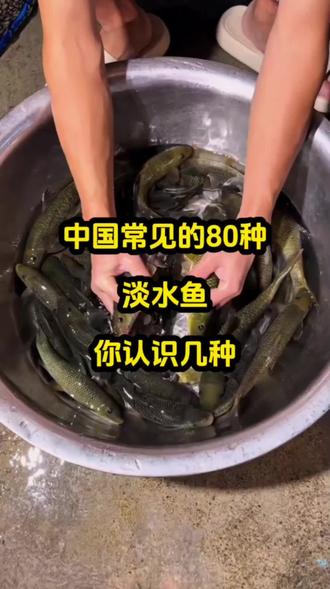 中国常见的80种淡水鱼,你都见过哪些#淡水鱼#常见淡水鱼 #水产养殖#科普