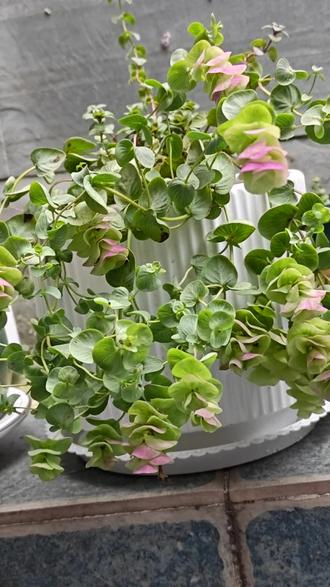 我的折纸画花#阳台养花