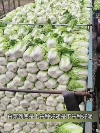 【冬储38斤大白菜种子】正品冬储白菜口感好秋季耐寒农家蔬菜种孑#白菜种植 #三农 #新农人计划2022 #农村生活 #亿万流量启动618 @抖音小助手 @上热门🔥🔥🔥
