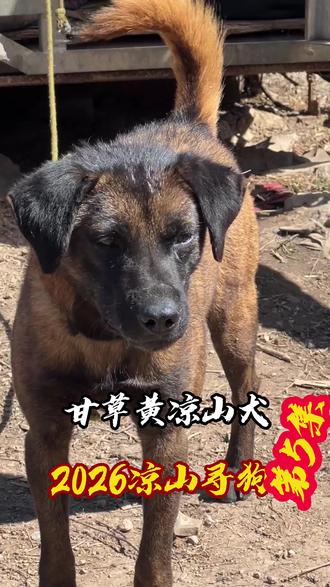 穿梭大凉山寻狗第5天#凉山犬#益生菌#营养补充剂#狗狗#宠物@DOU+上热门