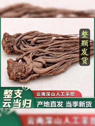 云南当归云南特产干货整棵当归深山当归山货煲汤泡酒