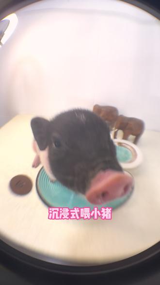 沉浸式喂小猪
#宠物吃货 #小香猪 #萌宠出道计划 #沉浸式吃饭 #养猪日记