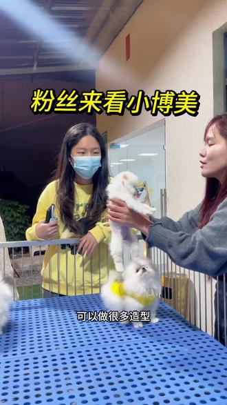 当粉丝来现场看小博美,广州博美广州博美幼犬广州博美哪里买广州博美推荐#萌宠推荐官 #博美#广州买狗#广州狗场#新手养狗