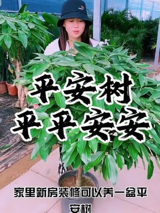 平安树 新房装修可以养上一盆平安树。四季常青不落叶。摆在家里与寓意你平平安安。#花卉植物 #平安树#客厅绿植推荐