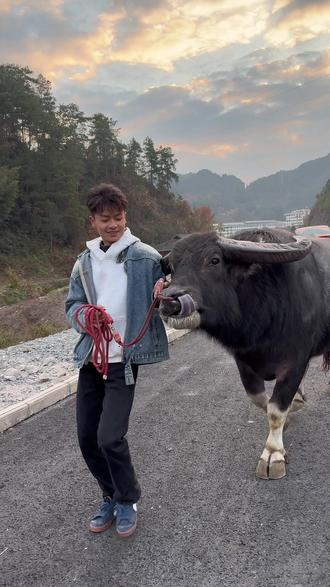 一切恢复正常。#斗牛 #斗牛爱好者 #上热搜 #同城优先推荐