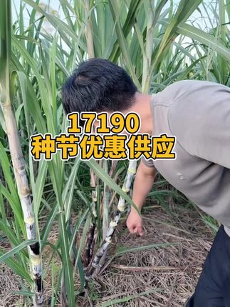 #甘蔗种苗 #甘蔗 #高产甘蔗 #农民生活 #甘蔗种植