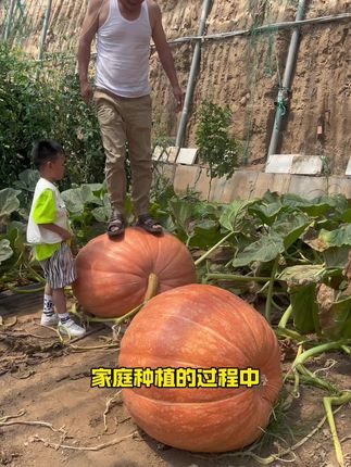 巨型南瓜 巨型大南瓜#家庭种植