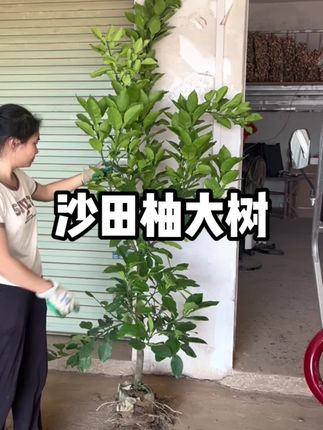 百年传承,传世佳柚,说的就是容县沙田柚,庭院必种的好品种 #容县沙田柚苗