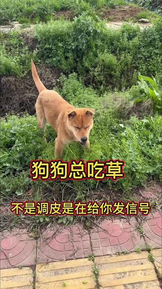 狗狗总吃草,不是调皮是在给你发信号#养宠进阶指南 #养狗经验分享#养狗小知识 #驱虫#狗狗驱虫