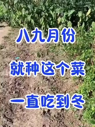 【乌塌菜种籽】秋冬耐寒小八叶菊花心黑叶农家白菜乌塌菜种籽#农业种植 #蔬菜种植#乌塌菜#乌塌菜种子 #乌塌菜种植