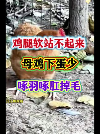 鸡站不起来,趴窝,鸡缺钙,破壳蛋软皮蛋沙皮蛋#农村散养土鸡 #养鸡 #养鸡人 #生态散养土鸡 #鸡缺钙