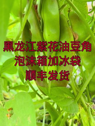 油豆角下来了顺丰包邮到家#三农 #抖音新农人 #绿色蔬菜 @抖音小助手 @抖音创作小助手 @🔥抖音正能量🔥