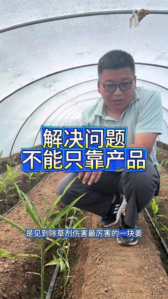 #热门 #生姜种植 #大姜种植 解决问题不只靠这东西那东西,管理也要同时跟上,像除草剂问题,喷这个喷那个,如果地干,棚温高,还是陆续会出,所以产品结合管理措施才能解决!