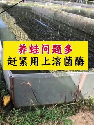 养蛙问题多,溶菌酶来解决。#牛蛙养殖#石蛙养殖#黑斑蛙养殖