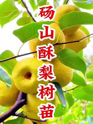 砀山酥梨树苗 #砀山酥梨树苗 耐寒耐旱好种植·产量还高·果个大皮薄肉厚多汁·脆甜无渣·种一棵全家都吃不完·#农业种植 #砀山梨 #梨树苗 #果树种植