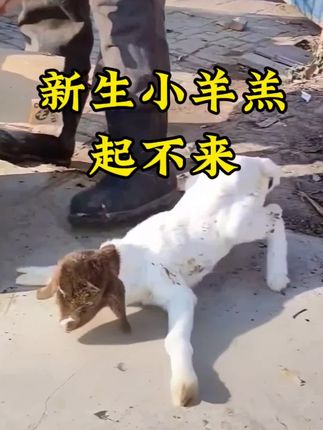 #养羊