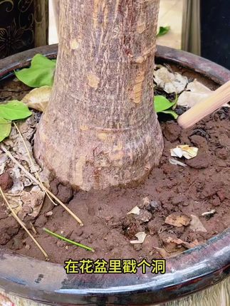植物出现这种情况的,都可以用下这款植物液。#君子兰 #发财树 #绿植花卉 #绿植盆栽