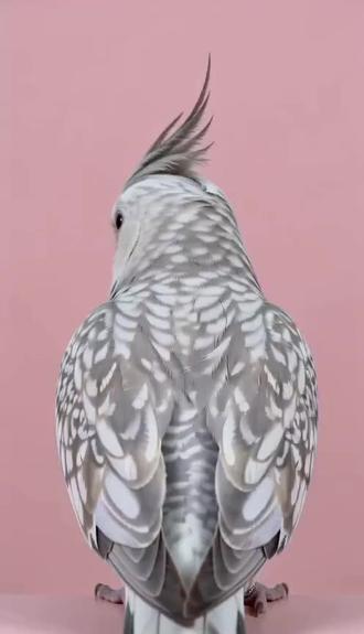 #随变ai随便玩 #玄凤鹦鹉 #AI手搓颜料 #莫贼塔拉 #鹦鹉