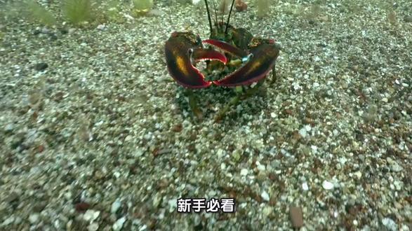 #龙虾 #openclaw
龙虾大模型配置,新手指南,从零开始设置模型地址和名称等。#龙虾实验室