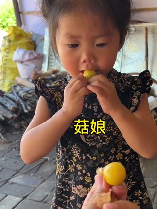 菇娘真好吃!#记录生活 #农村生活 #菇娘果