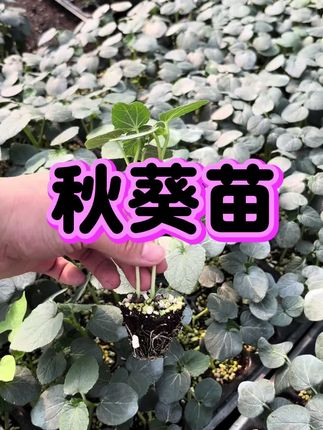 #创作者中心 #创作灵感 秋葵苗#秋葵 #三农 #农业种植