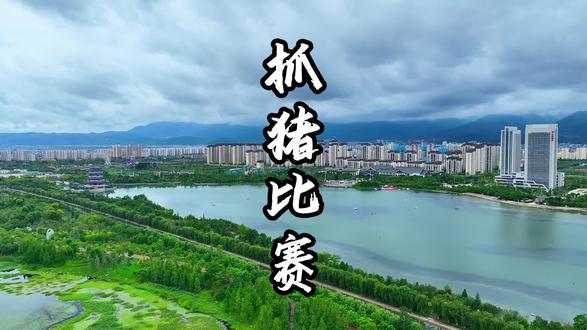 年味十足!抓大猪在青华海等你,趣味抓猪比赛,笑声不断,快来体验!#抓大猪 #青华海 #新年抓猪 #保山本地玩