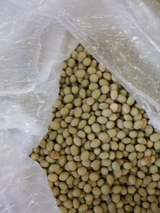 深山农村老品种青皮黄豆1斤绿黄豆不打药营养健康广西小块地种植#老品种小粒黄豆斤起#肾形小黄豆#笨黄豆#黄豆
