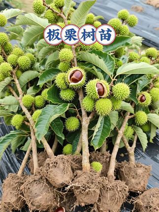 #板栗 #板栗树 #板栗树苗 #板栗树苗种植 #板栗苗