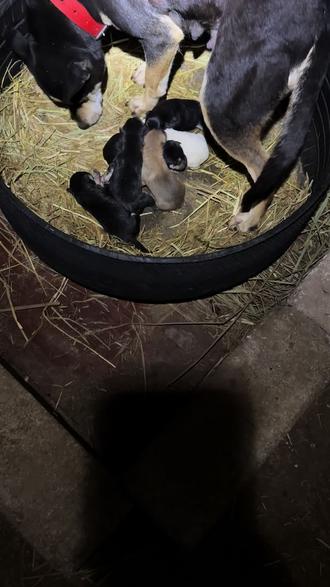 #中华田园小土狗 实战土猎后代 起来又生了一窝 又得加餐鸡腿#养狗人不务正业#