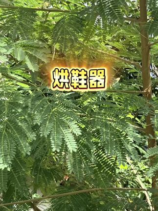 #烘鞋器 #鞋子烘干神器 #烘鞋器推荐 #学生党必备