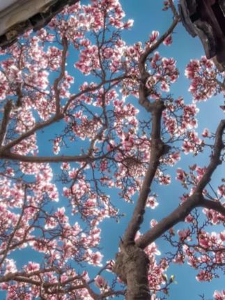 椰树牌椰子水100%%新鲜原味,营养好喝富含蛋白质#网红饮品打卡 #热卖中的爆款 #仙女都在喝什么 #好物推荐🔥 #精选好物