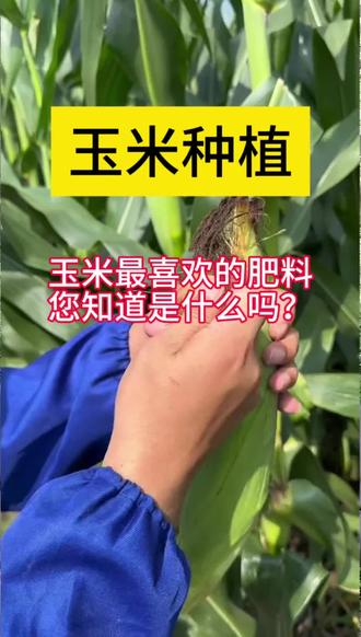 玉米最喜欢的肥料#玉米种植 #玉米 #农业种植 #抖音助农 #分享农业知识帮农民增产增收