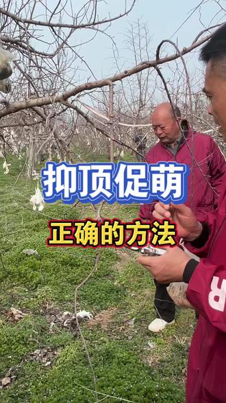 抑顶促萌的正确的方法#果树种植#果树管理#果园种植#果园管理