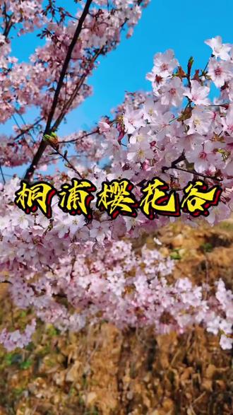 赏花季看云海樱花就在瑞安桐浦樱花谷#樱花季 #周边游好去处 #樱花的季节 #桐浦凤凰樱花谷 #亲子出游好去处