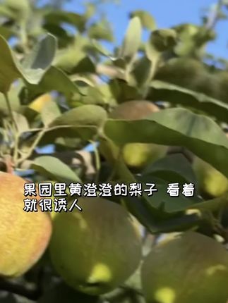 #优质农产品 #口感特别好 #热门热点 #新鲜采摘 #果农