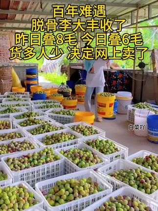四川高山半边红脱骨李#新鲜李子 #脆甜爽口#新鲜应季水果#脱骨李