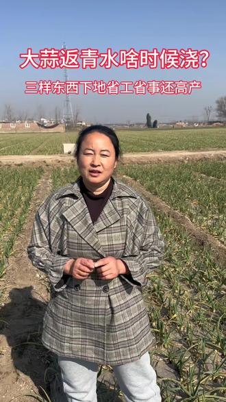 大蒜返青水啥时候浇?#抖音助农 #心系三农服务三农 #俏大嫂大蒜高产套餐