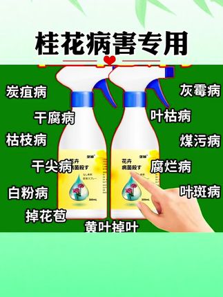 桂花树枯叶病专用肥焦尖落黄叶叶枯叶子枯萎掉落黑斑病专用除菌剂#桂花树#养花小知识 #病害防治 #萄小萄爱种植#萄小萄养花