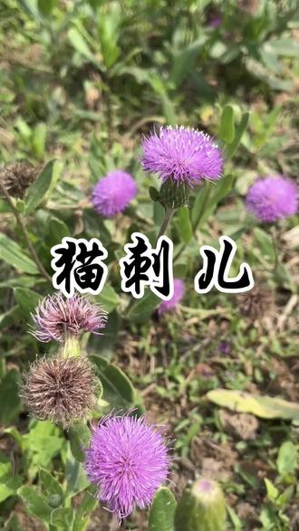 猫刺儿 因为它全身长满刺,叶子像猫耳朵,所以民间叫它猫刺儿,学名小蓟,也叫萋萋芽,萋萋菜,它不仅是美味野菜,而且还是重要的本草!#小蓟 #小蓟花 #植物科普#野菜#植物