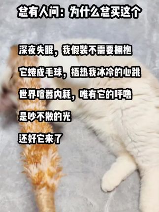 总有人问为什么给猫买玩具 #宠物萌宠 #猫咪玩具 #宠物猫