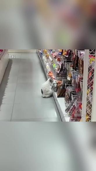江苏连云港一只猫,每天在超市火腿肠货柜前蹲守。员工:猫很有素质,只看不吃,饭点会回家,吃完再来守着。#猫咪 #有趣的灵魂 #素质 #猫咪的迷惑行为