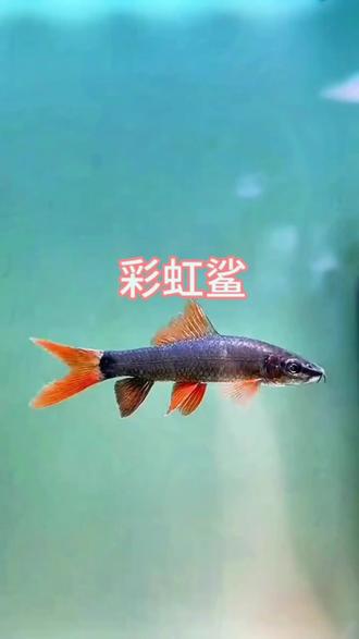 彩虹鲨 #彩虹鲨 彩虹鲨红鳍黑身超霸气,鱼缸清洁工,皮实好养颜值拉满!#治愈系生态养鱼 #稀有观赏鱼 #观赏鱼好物分享 #养鱼人的乐趣