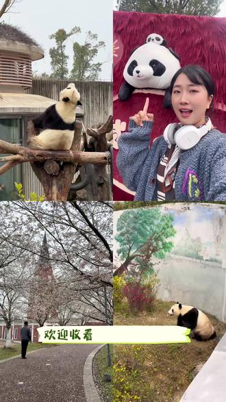 嘿嘿,今天又是约上好朋友去看大熊猫啦,他们现在连票聚划算呢~ #熊猫苑踏春季 #岳阳踏青好去处#春日限定熊猫苑
