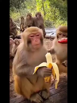 大猴子吃香蕉(纯享版)