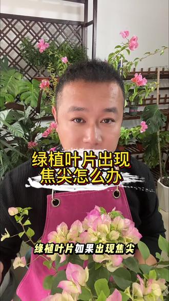 叶片出现焦尖怎么处理#花卉养护