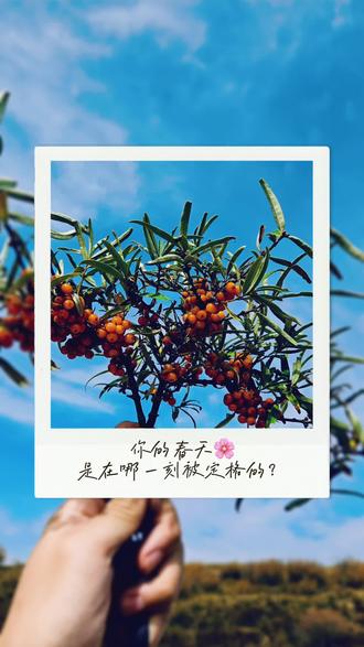 枝繁叶茂是春天的心跳#春天