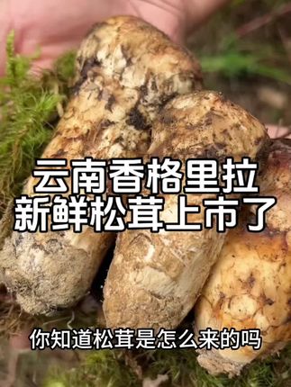 云南香格里拉新鲜松茸上市了!#松茸#新鲜松茸 #香格里拉松茸