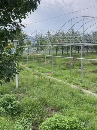 连体大棚,养殖大棚,蔬菜大棚,厂家直销#欢迎新老客户的光临