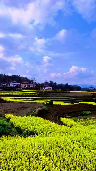**秦岭深处的油菜花海,金黄铺满山谷 🌼层层叠叠的油菜花如波浪般涌动 🌊 漫步其中,仿佛闯入油画世界 🖼️ 花香四溢,蜂蝶翩跹,每一帧都是治愈系风景 ✨ 快来收藏这片限定春日浪漫吧!